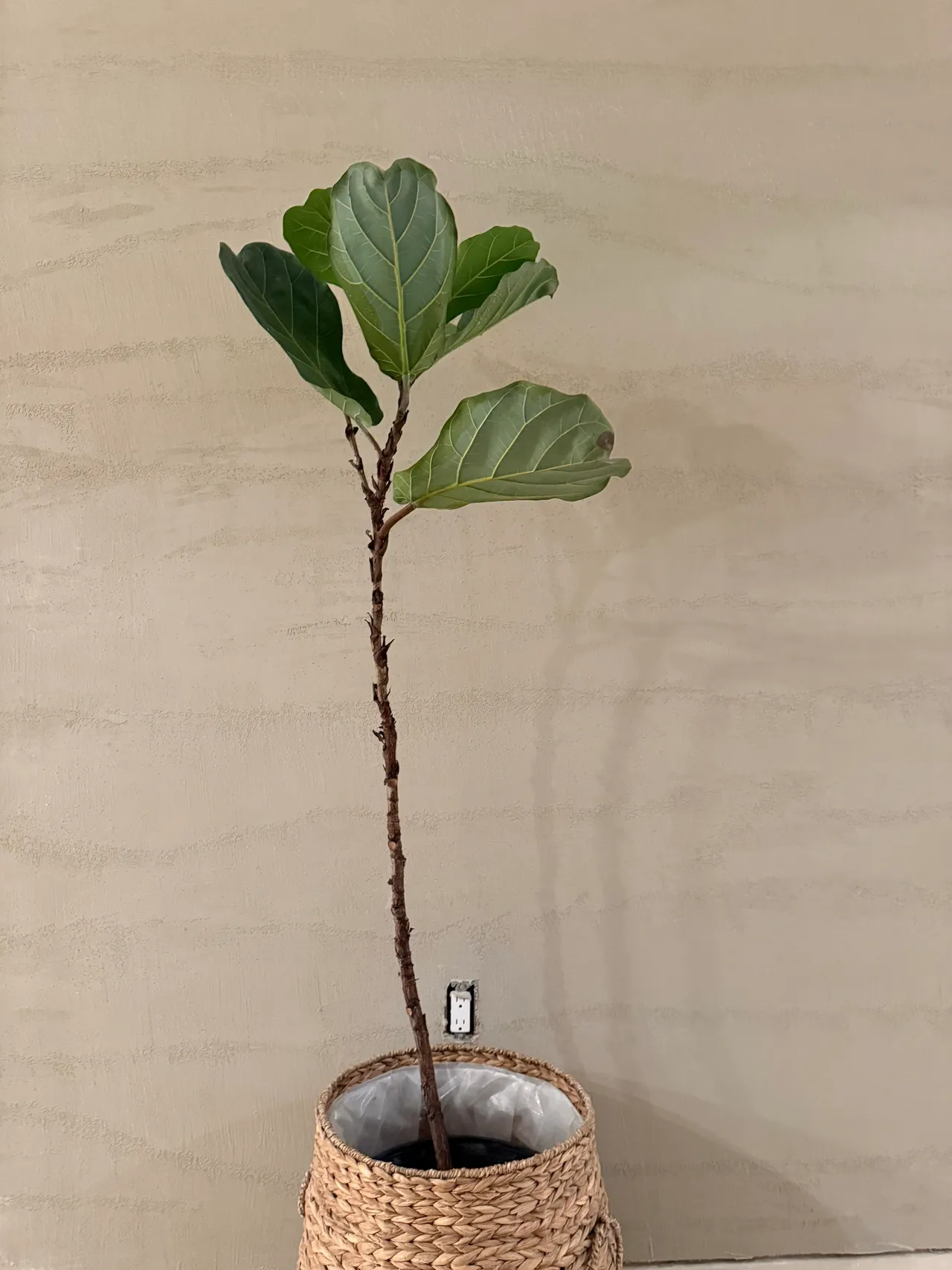 Intonaco Veneziano e Pittura a Calce: L’Eleganza Mediterranea negli Interni della Florida